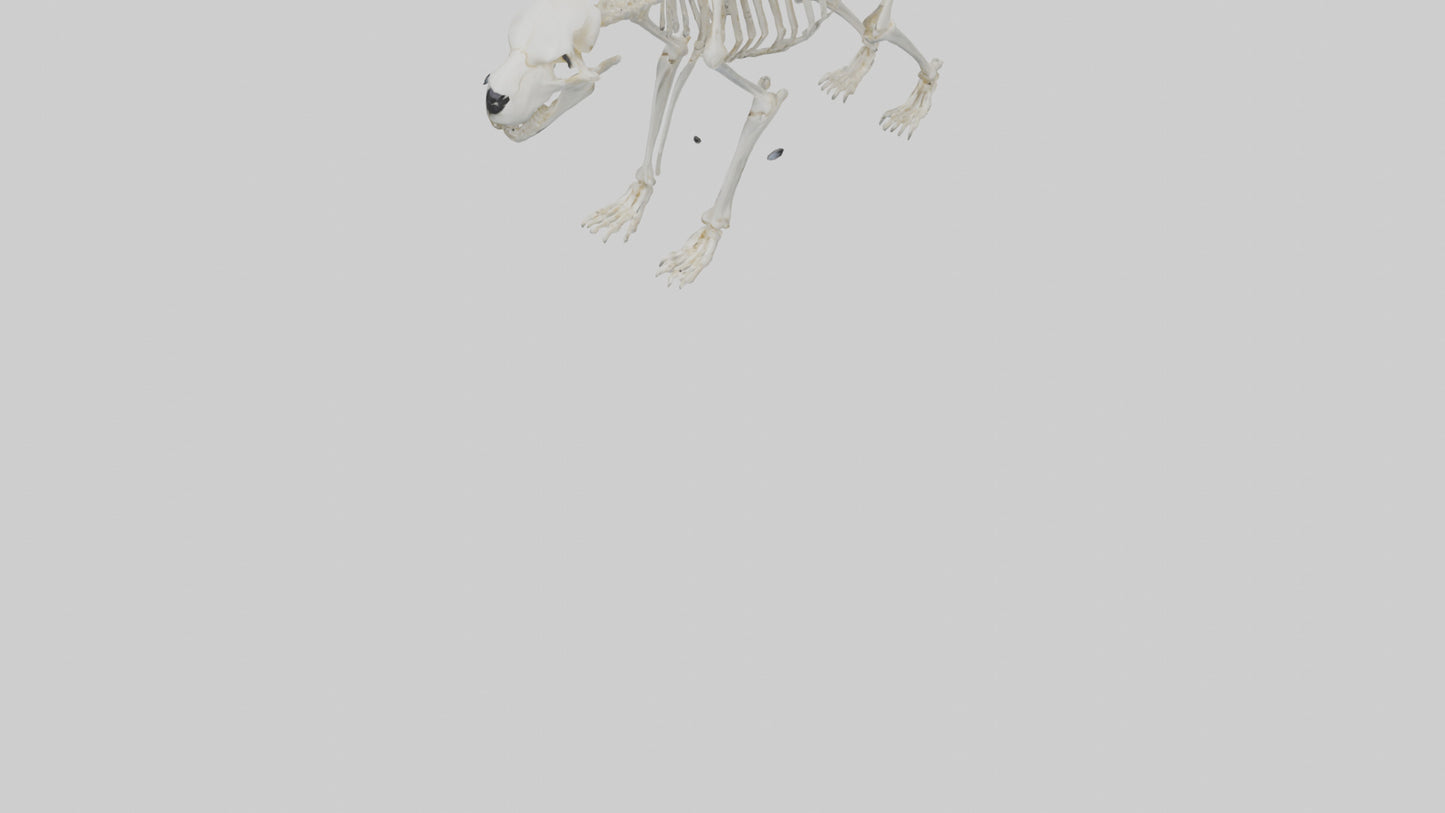 3D model Polar Bear Skeleton model VR / AR / low-poly