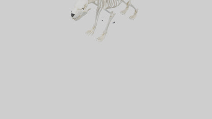 3D model Polar Bear Skeleton model VR / AR / low-poly