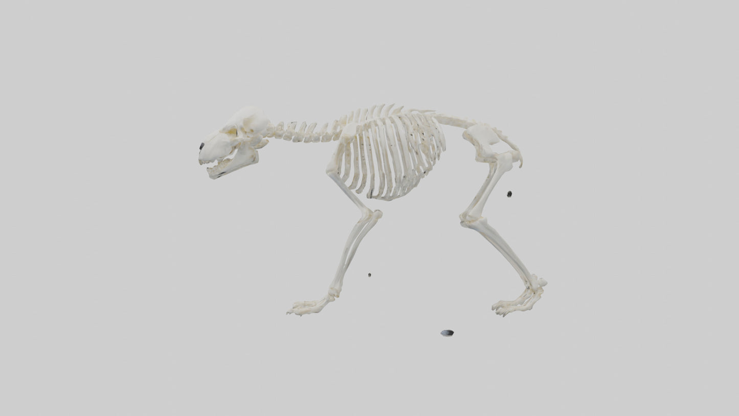 3D model Polar Bear Skeleton model VR / AR / low-poly