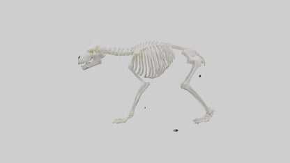 3D model Polar Bear Skeleton model VR / AR / low-poly