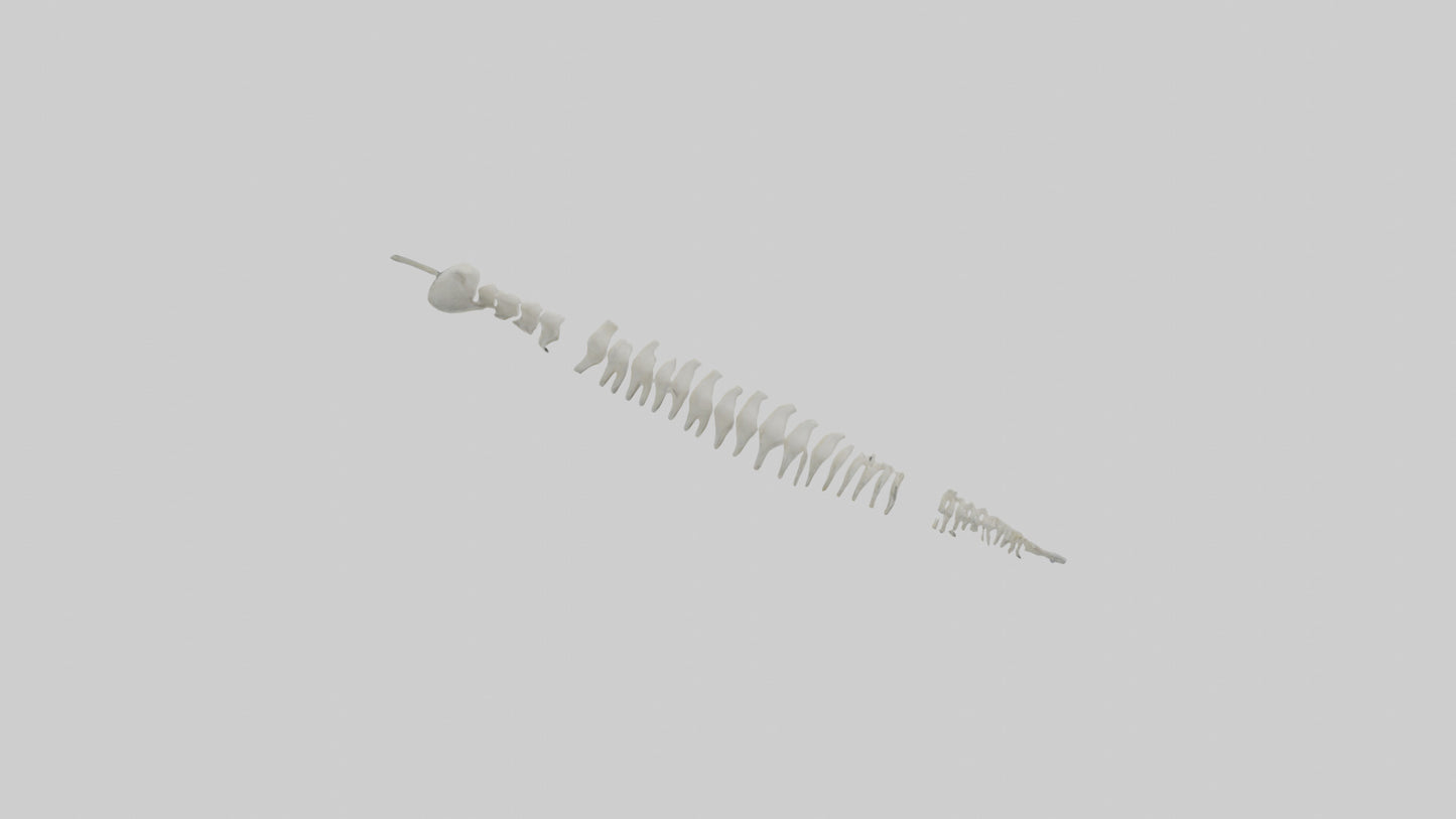 Polar Bear Spine VR / AR / low-poly