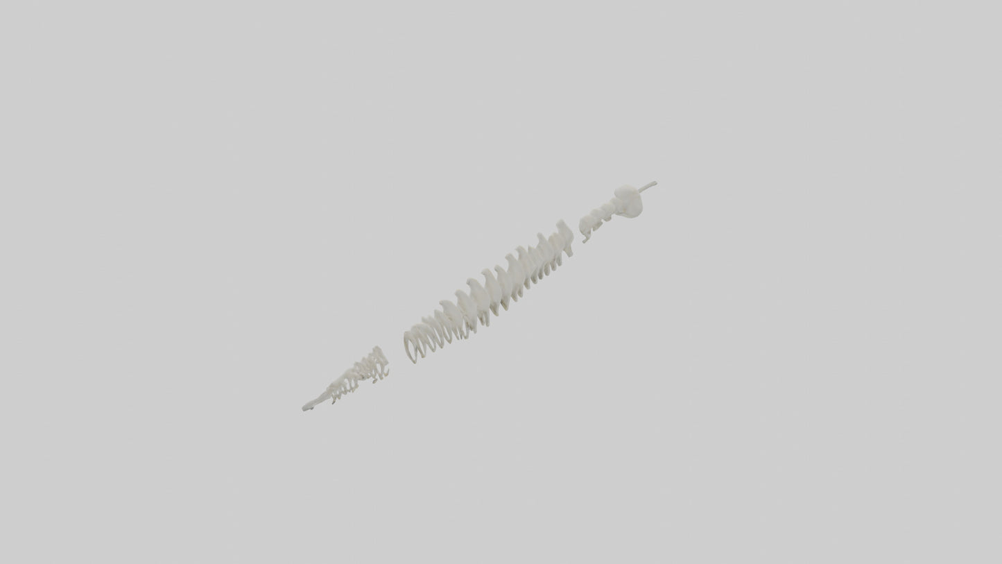 Polar Bear Spine VR / AR / low-poly