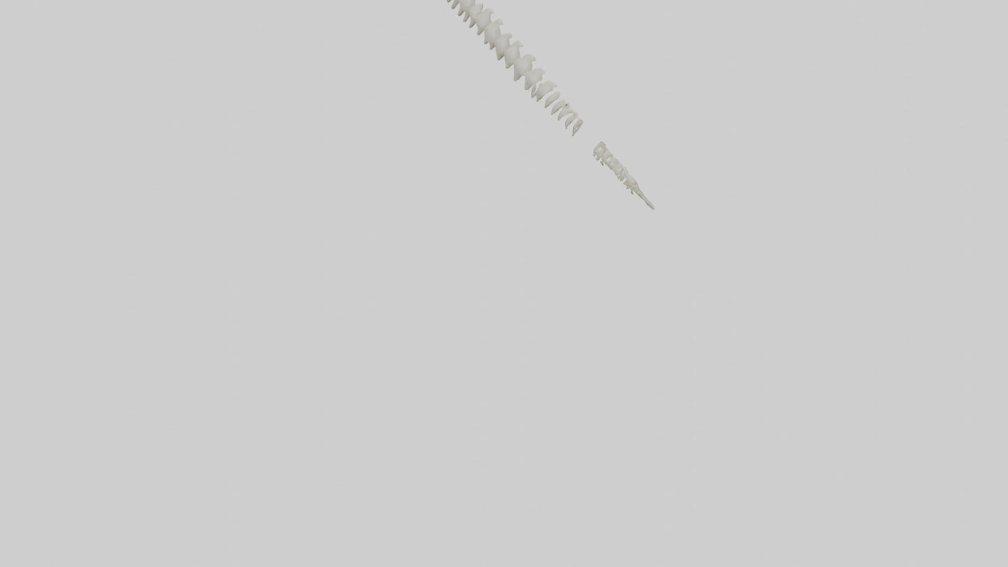 Polar Bear Spine VR / AR / low-poly