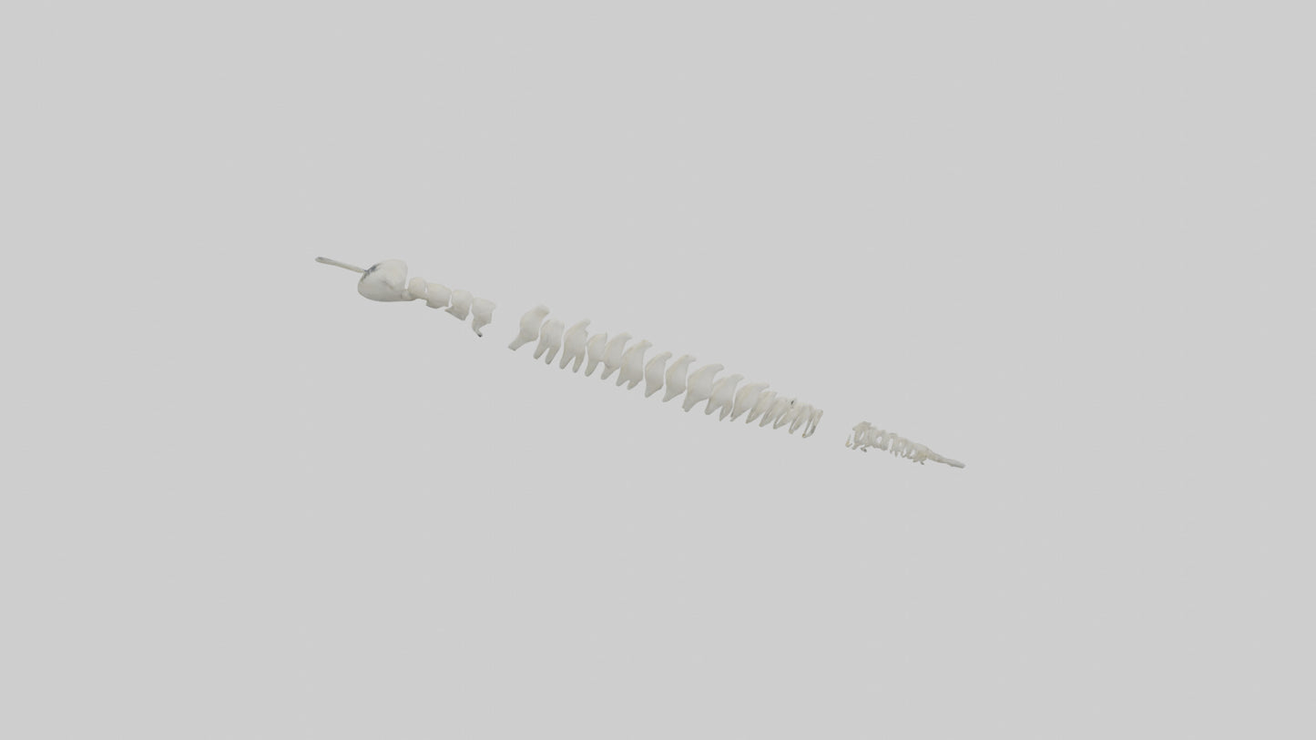 Polar Bear Spine VR / AR / low-poly