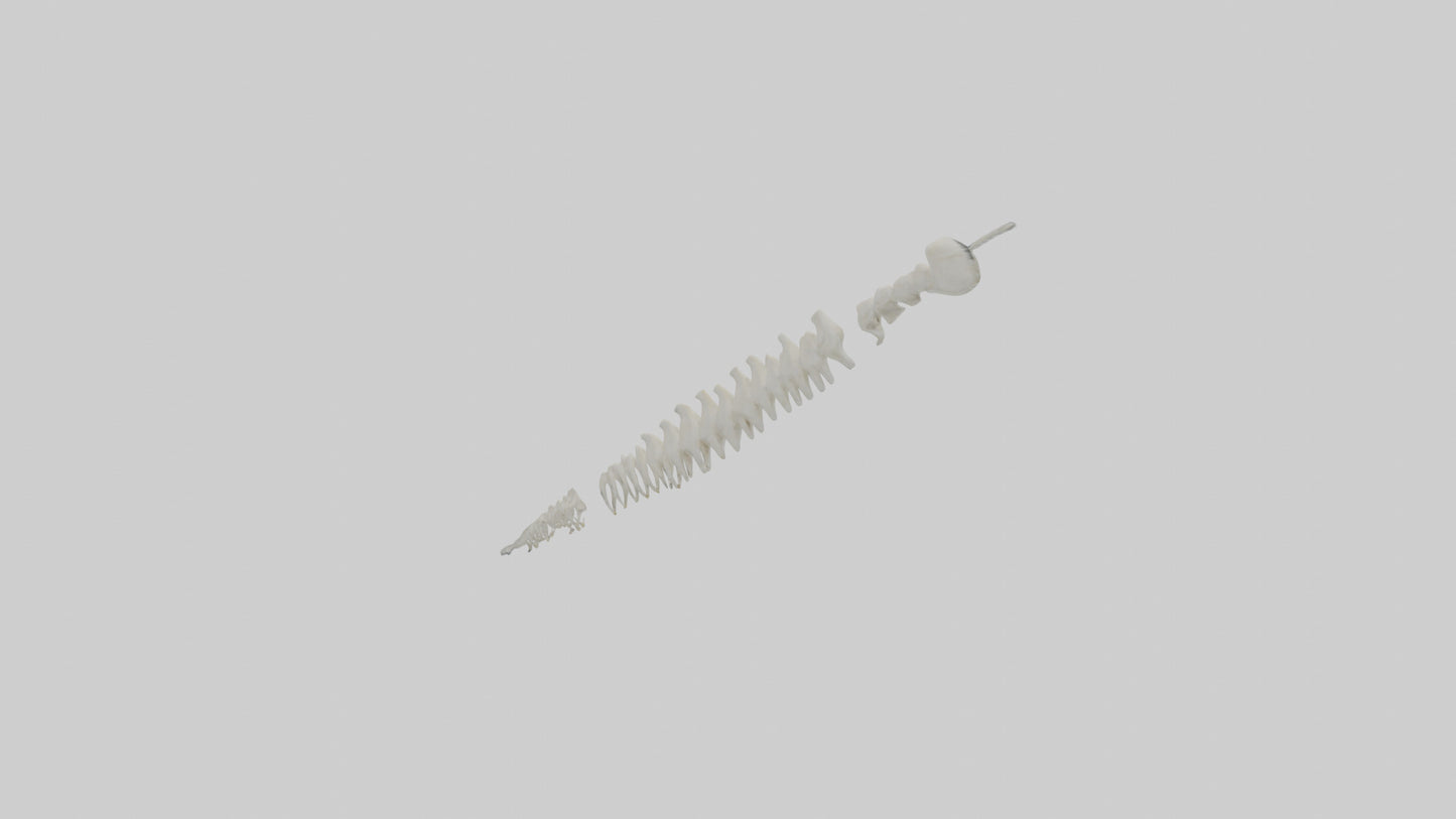 Polar Bear Spine VR / AR / low-poly