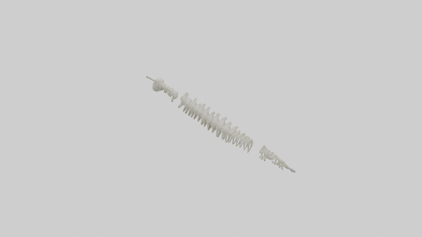 Polar Bear Spine VR / AR / low-poly