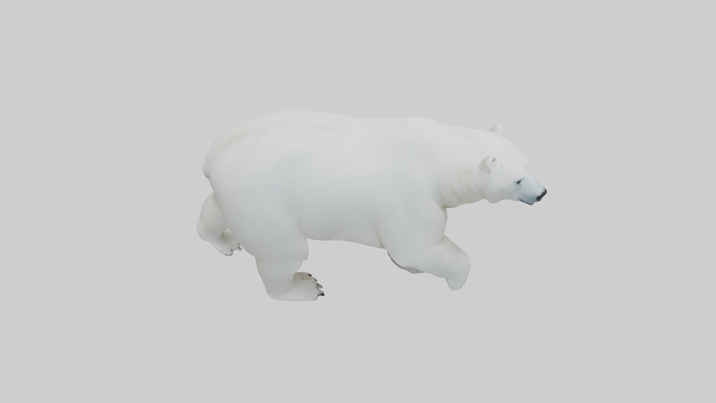 3D model Polar Bear walking model VR / AR / low-poly