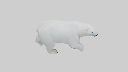 3D model Polar Bear walking model VR / AR / low-poly