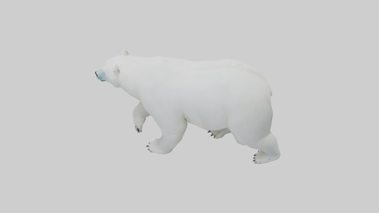 3D model Polar Bear walking model VR / AR / low-poly