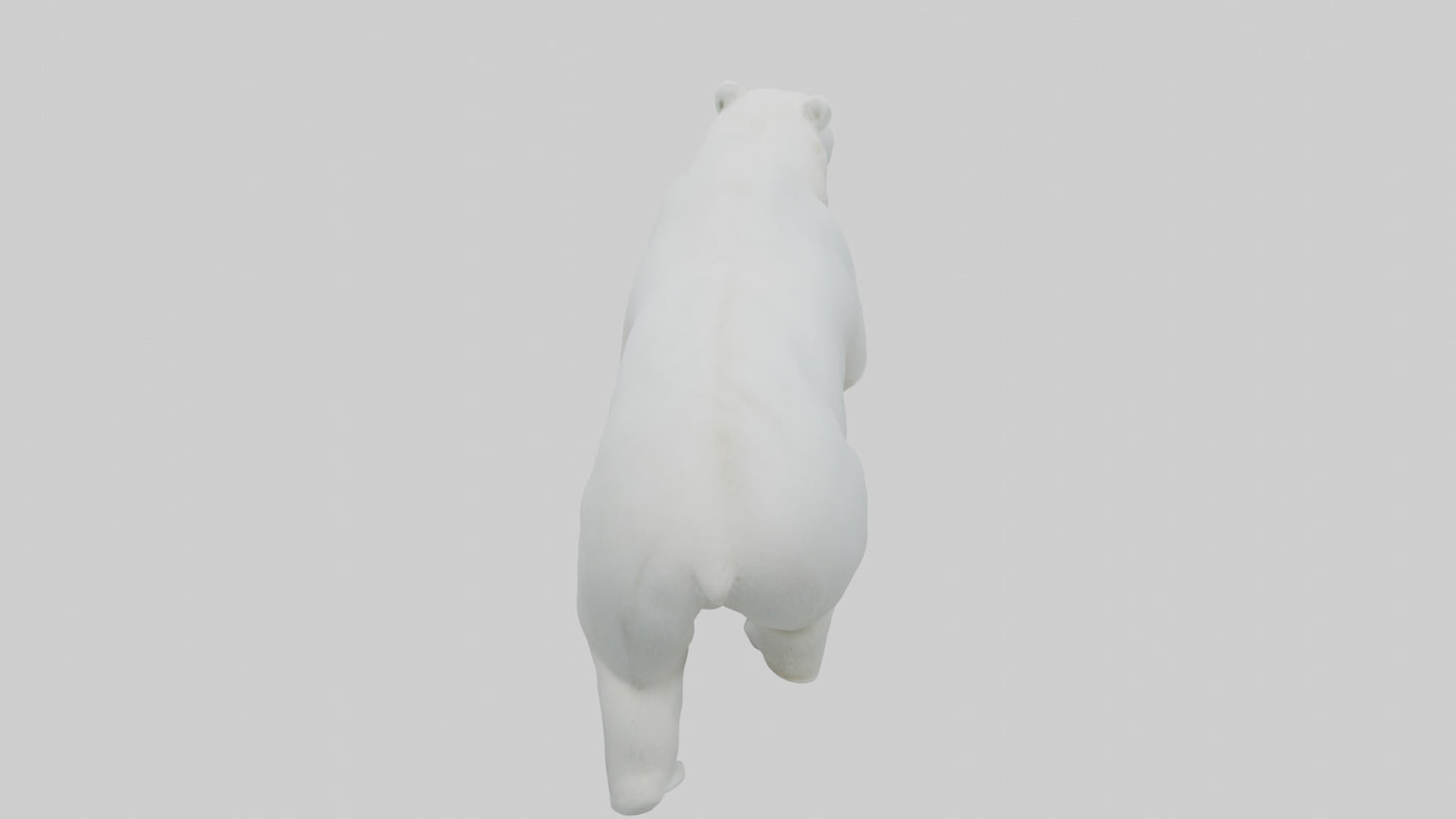 3D model Polar Bear walking model VR / AR / low-poly