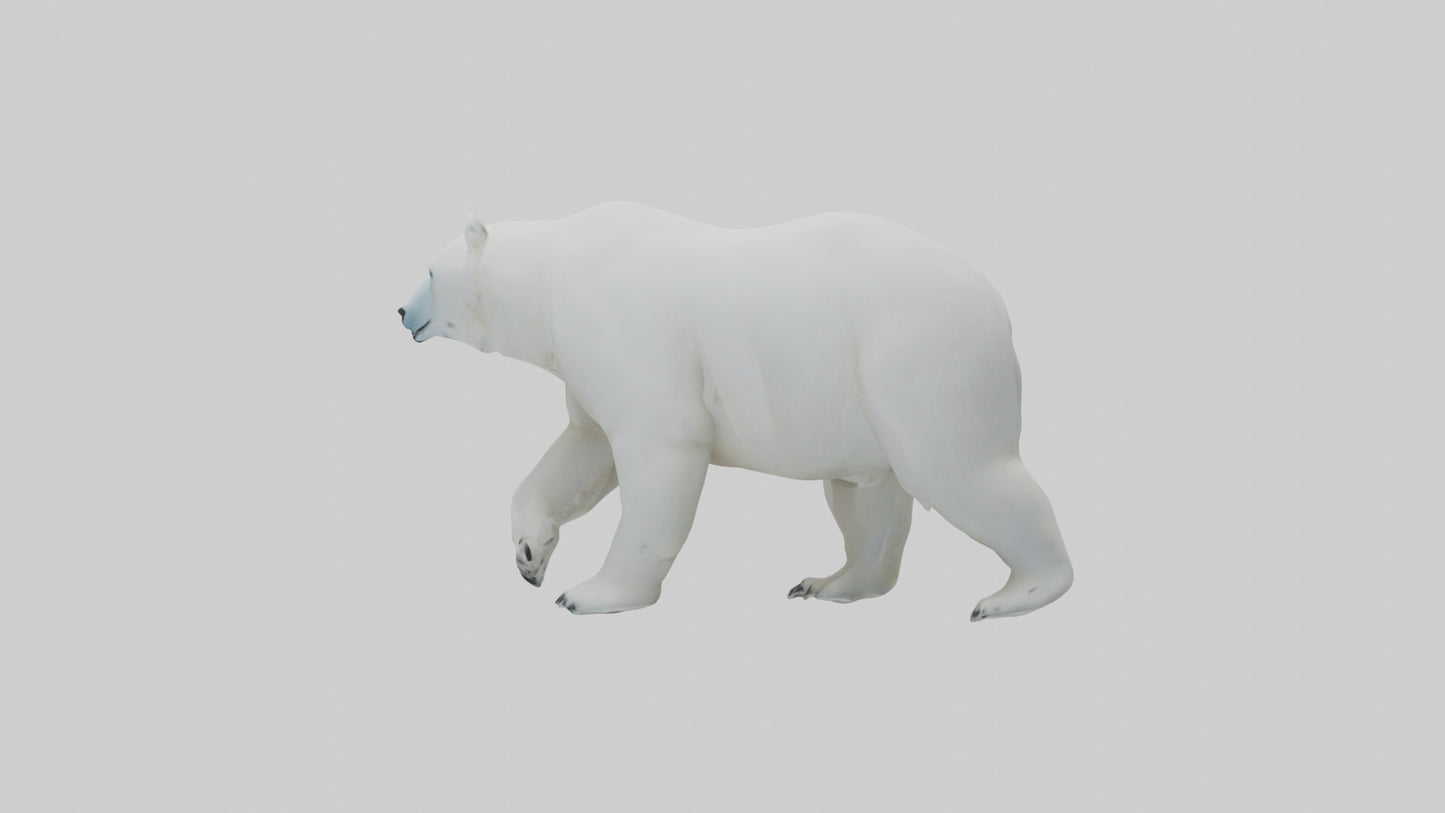 3D model Polar Bear walking model VR / AR / low-poly