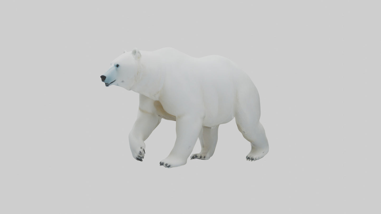 3D model Polar Bear walking model VR / AR / low-poly