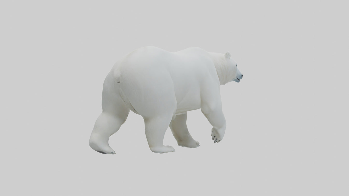 3D model Polar Bear walking model VR / AR / low-poly