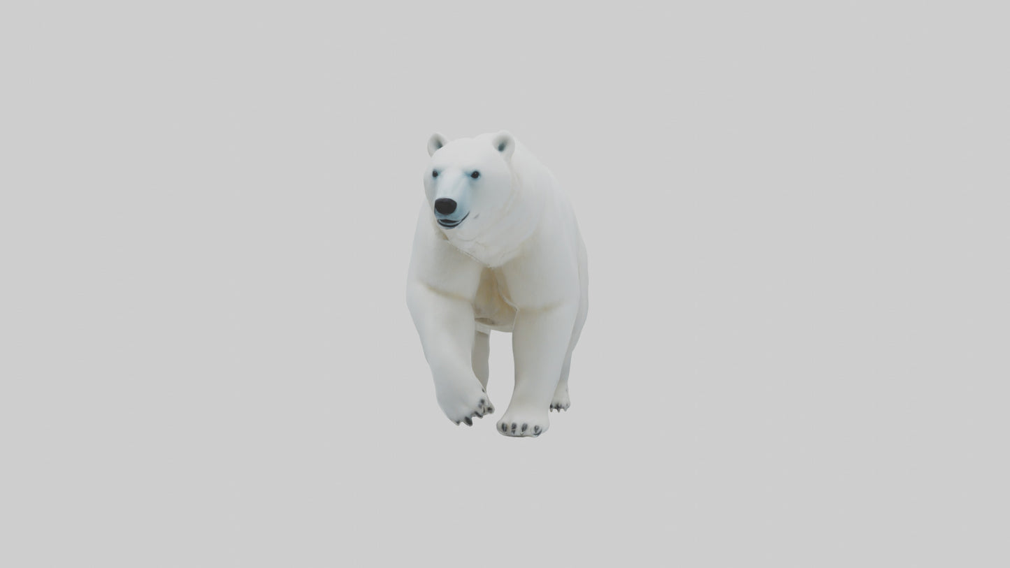 3D model Polar Bear walking model VR / AR / low-poly