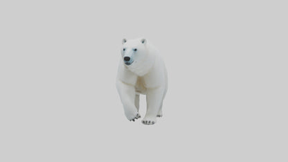 3D model Polar Bear walking model VR / AR / low-poly