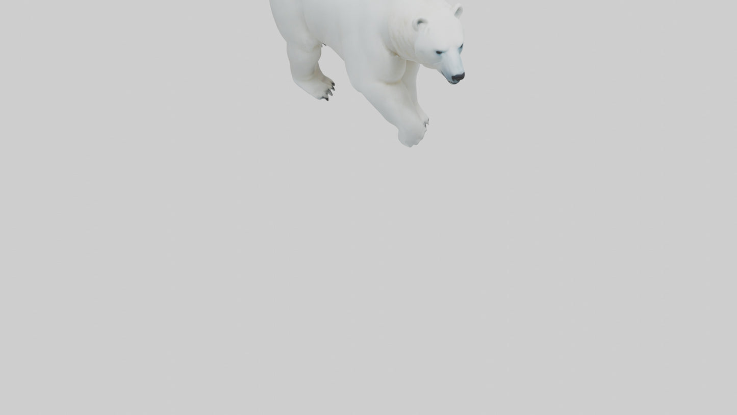3D model Polar Bear walking model VR / AR / low-poly