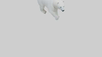3D model Polar Bear walking model VR / AR / low-poly