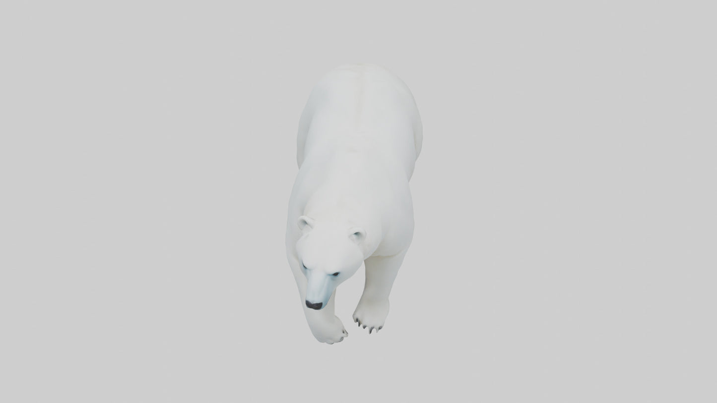3D model Polar Bear walking model VR / AR / low-poly