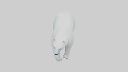3D model Polar Bear walking model VR / AR / low-poly