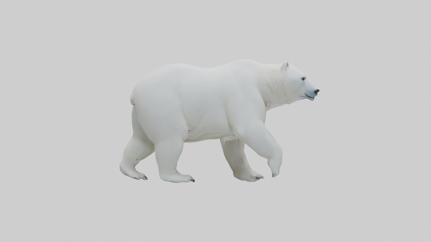 3D model Polar Bear walking model VR / AR / low-poly