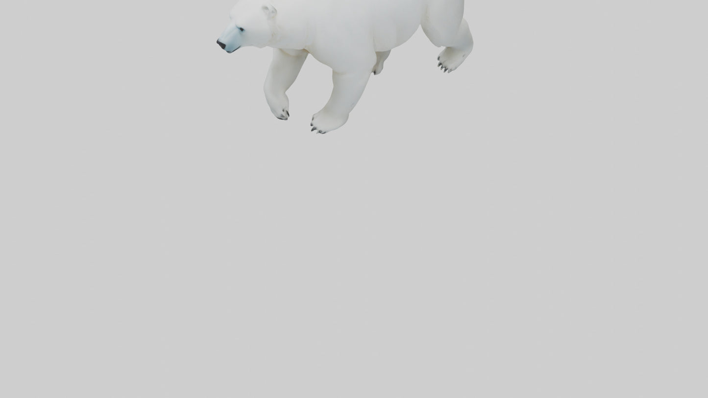 3D model Polar Bear walking model VR / AR / low-poly