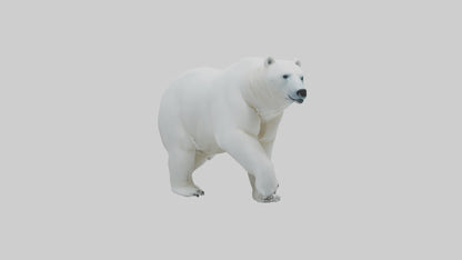 3D model Polar Bear walking model VR / AR / low-poly