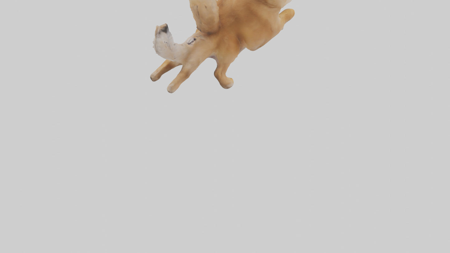 3D model Pomeranian jumping model VR / AR / low-poly