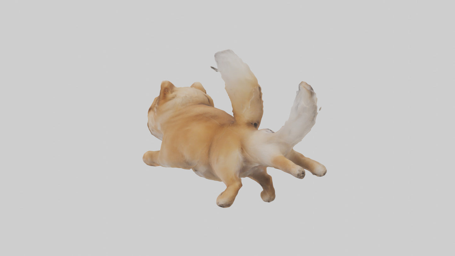 3D model Pomeranian jumping model VR / AR / low-poly