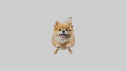 3D model Pomeranian jumping model VR / AR / low-poly