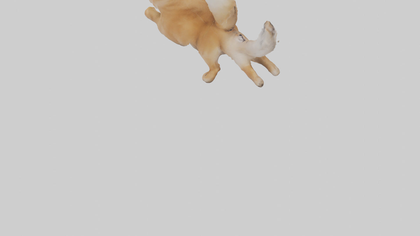 3D model Pomeranian jumping model VR / AR / low-poly