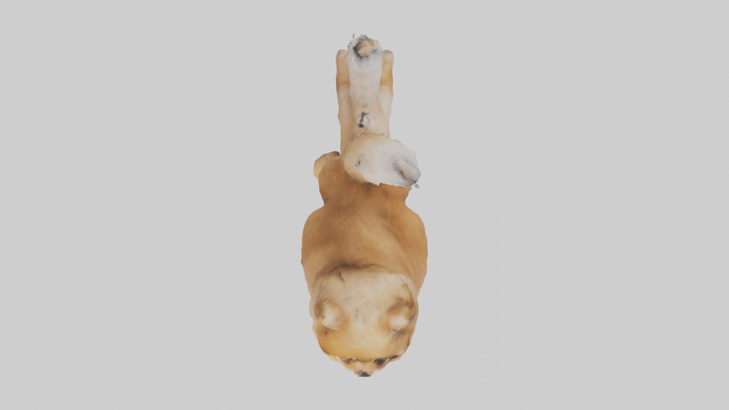 3D model Pomeranian jumping model VR / AR / low-poly