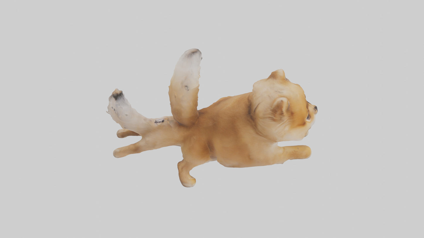 3D model Pomeranian jumping model VR / AR / low-poly