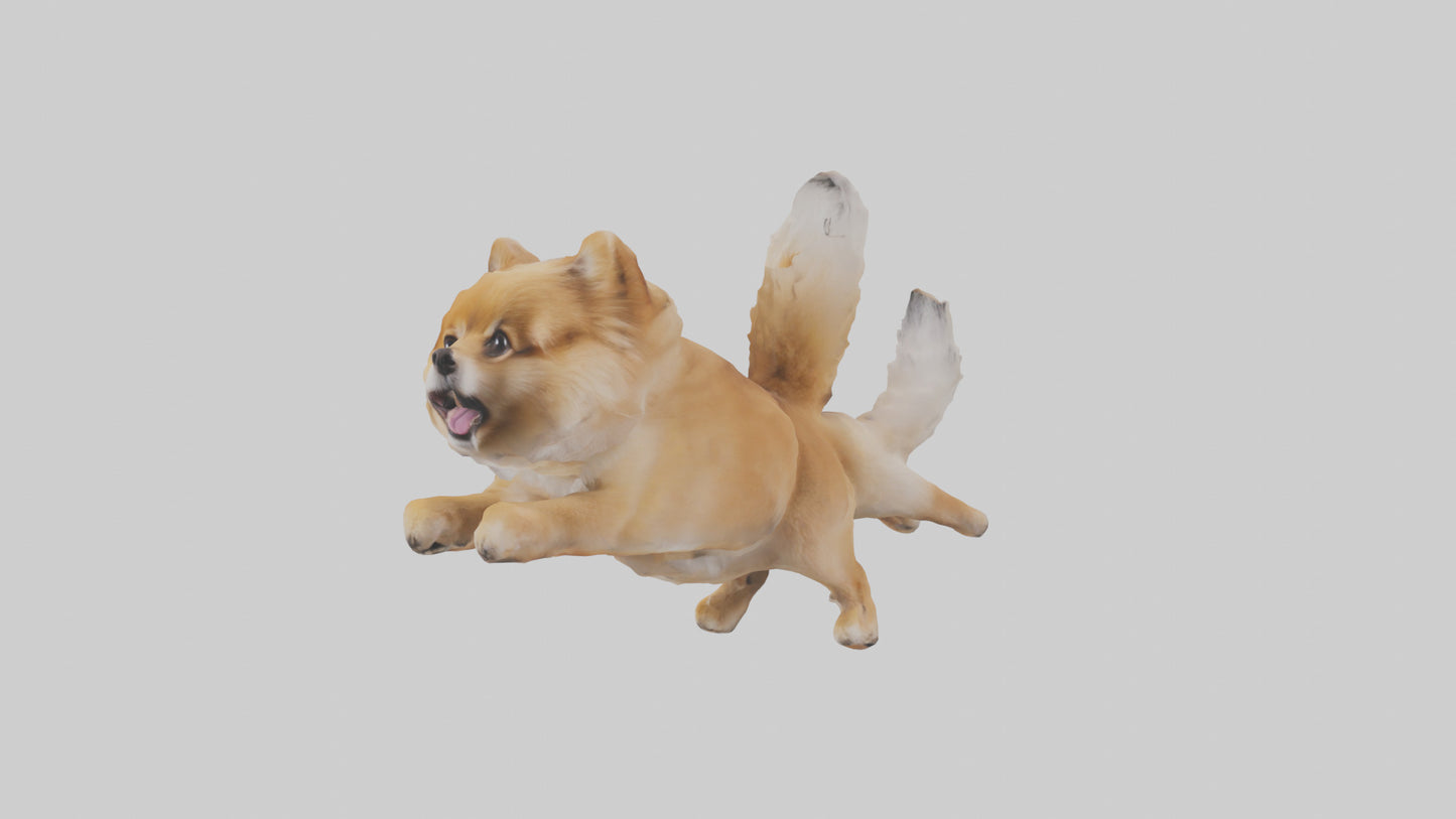 3D model Pomeranian jumping model VR / AR / low-poly