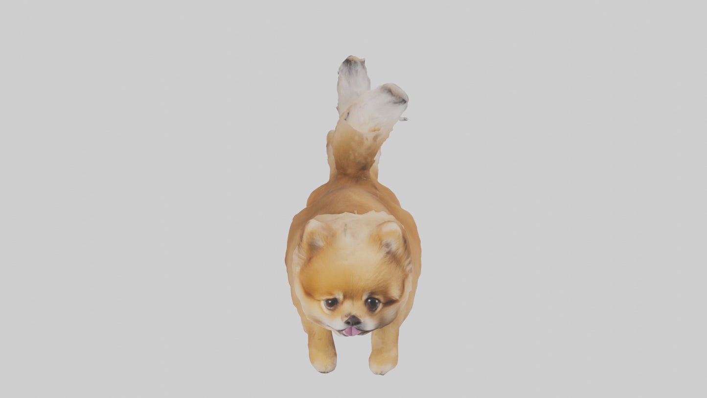 3D model Pomeranian jumping model VR / AR / low-poly