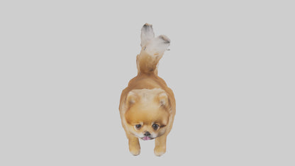 3D model Pomeranian jumping model VR / AR / low-poly