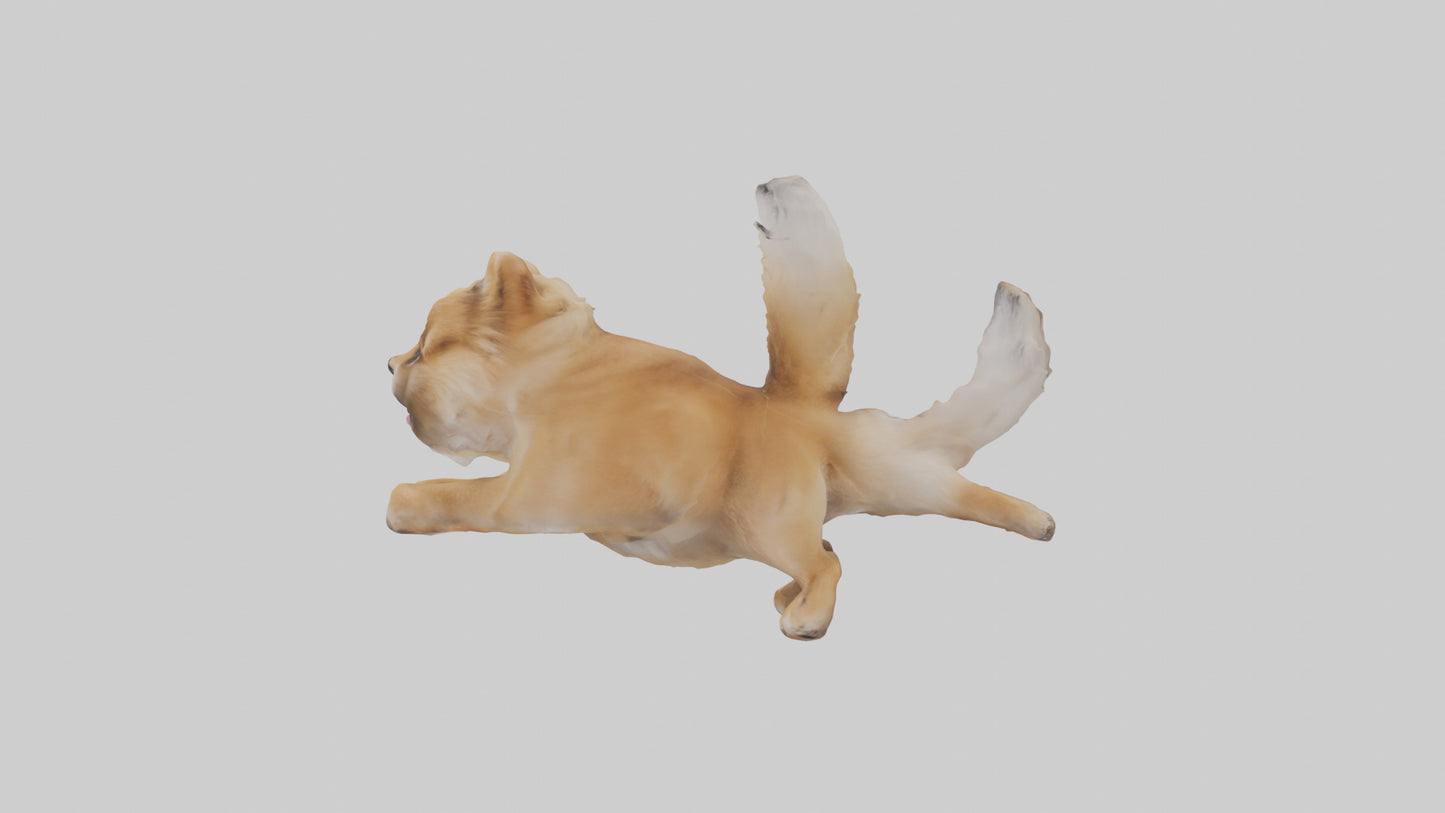 3D model Pomeranian jumping model VR / AR / low-poly