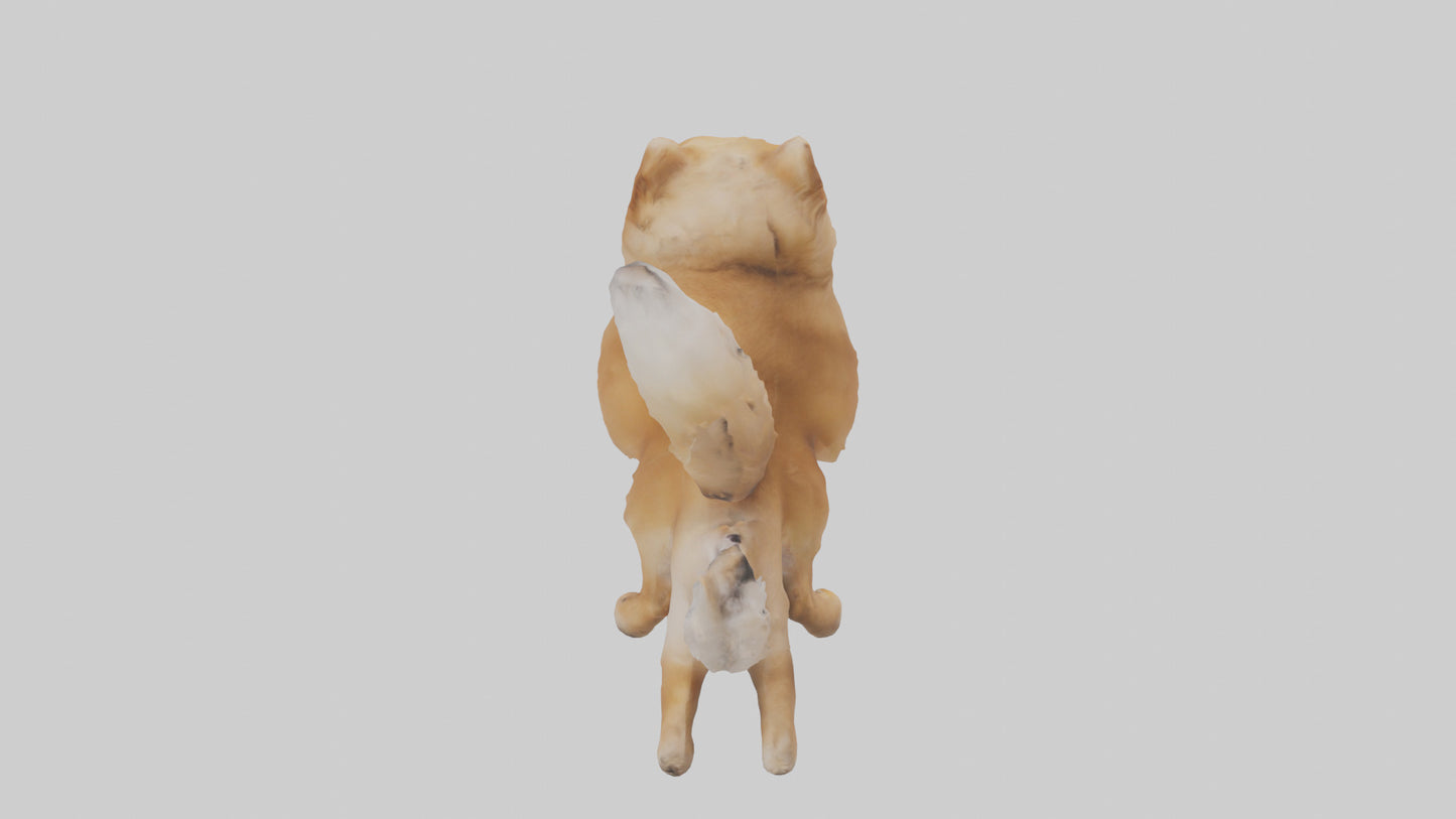 3D model Pomeranian jumping model VR / AR / low-poly