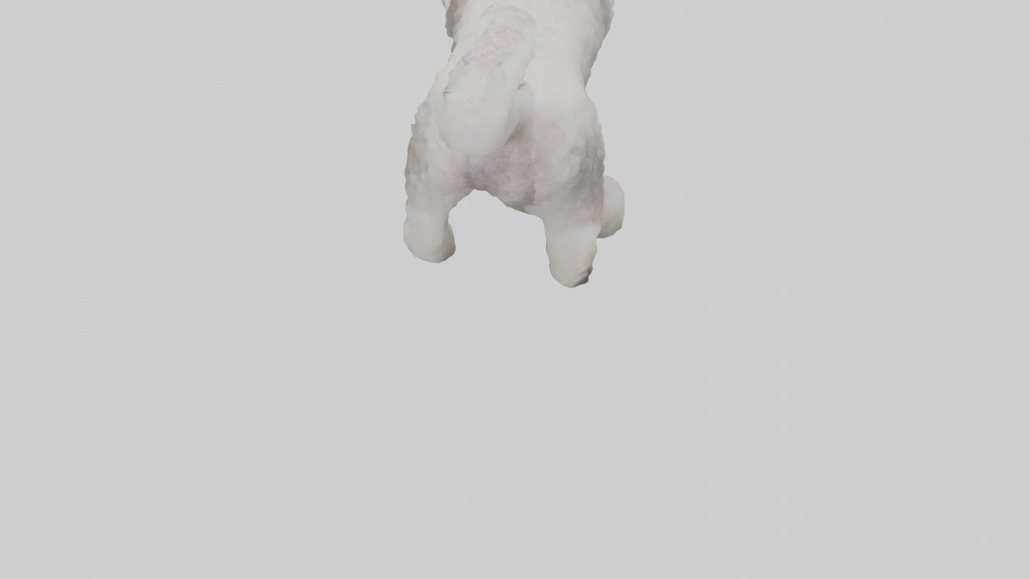 3D model Poodle playing model VR / AR / low-poly