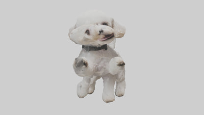 3D model Poodle playing model VR / AR / low-poly
