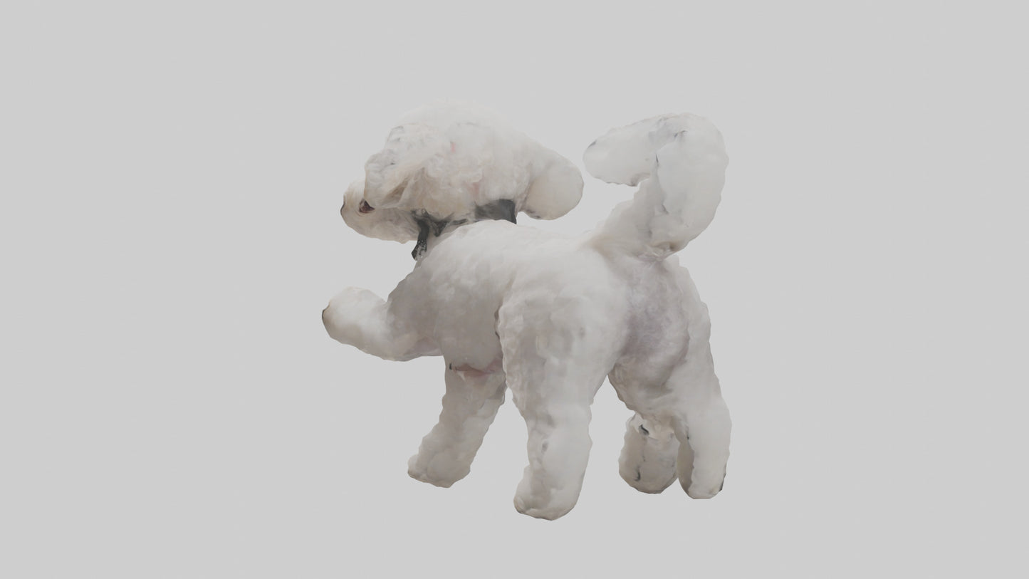 3D model Poodle playing model VR / AR / low-poly