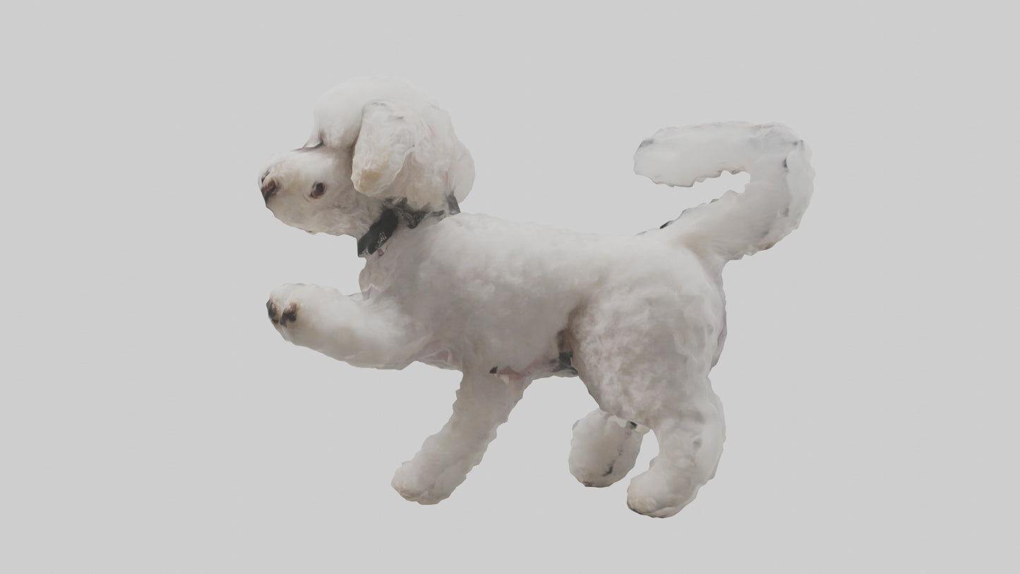 3D model Poodle playing model VR / AR / low-poly