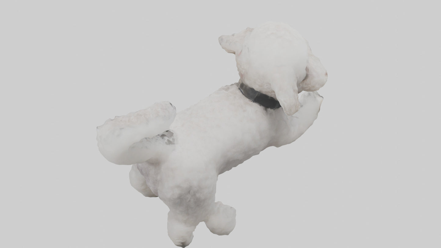 3D model Poodle playing model VR / AR / low-poly