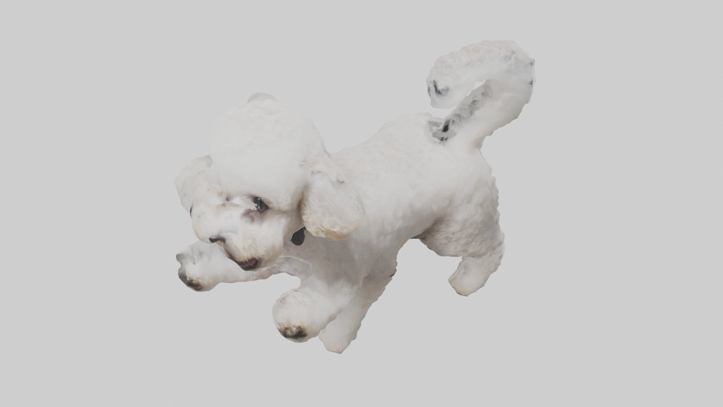 3D model Poodle playing model VR / AR / low-poly