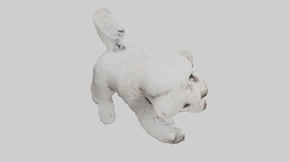 3D model Poodle playing model VR / AR / low-poly