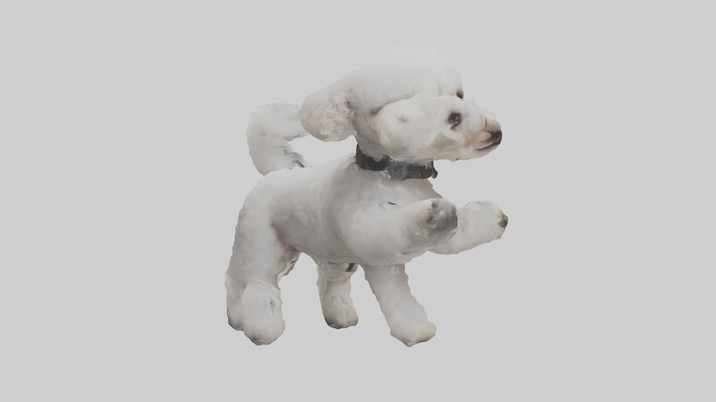 3D model Poodle playing model VR / AR / low-poly