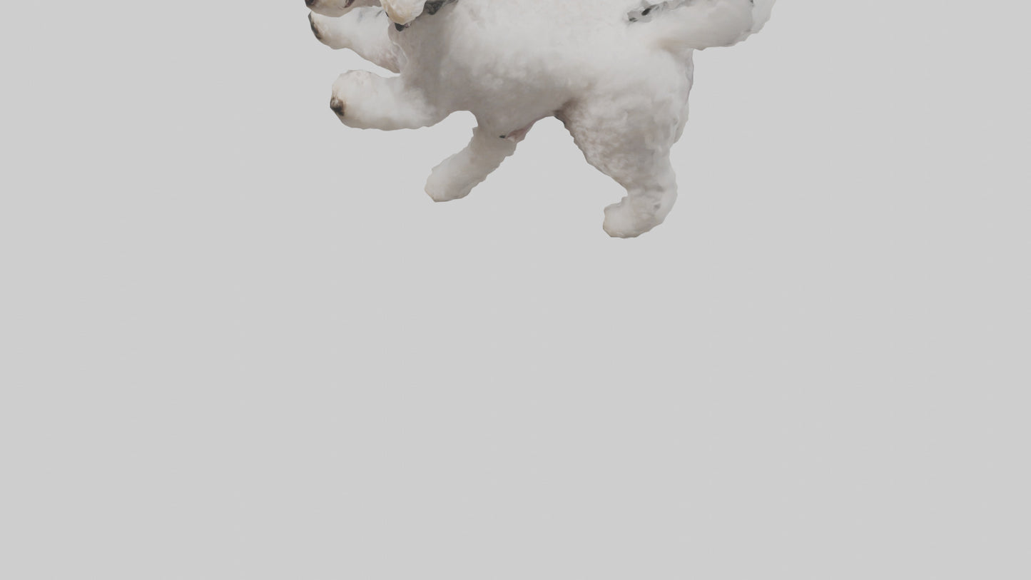 3D model Poodle playing model VR / AR / low-poly
