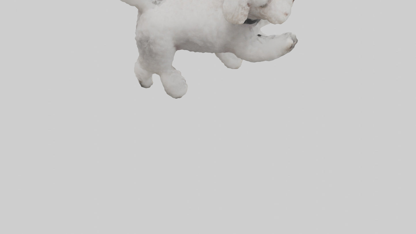 3D model Poodle playing model VR / AR / low-poly
