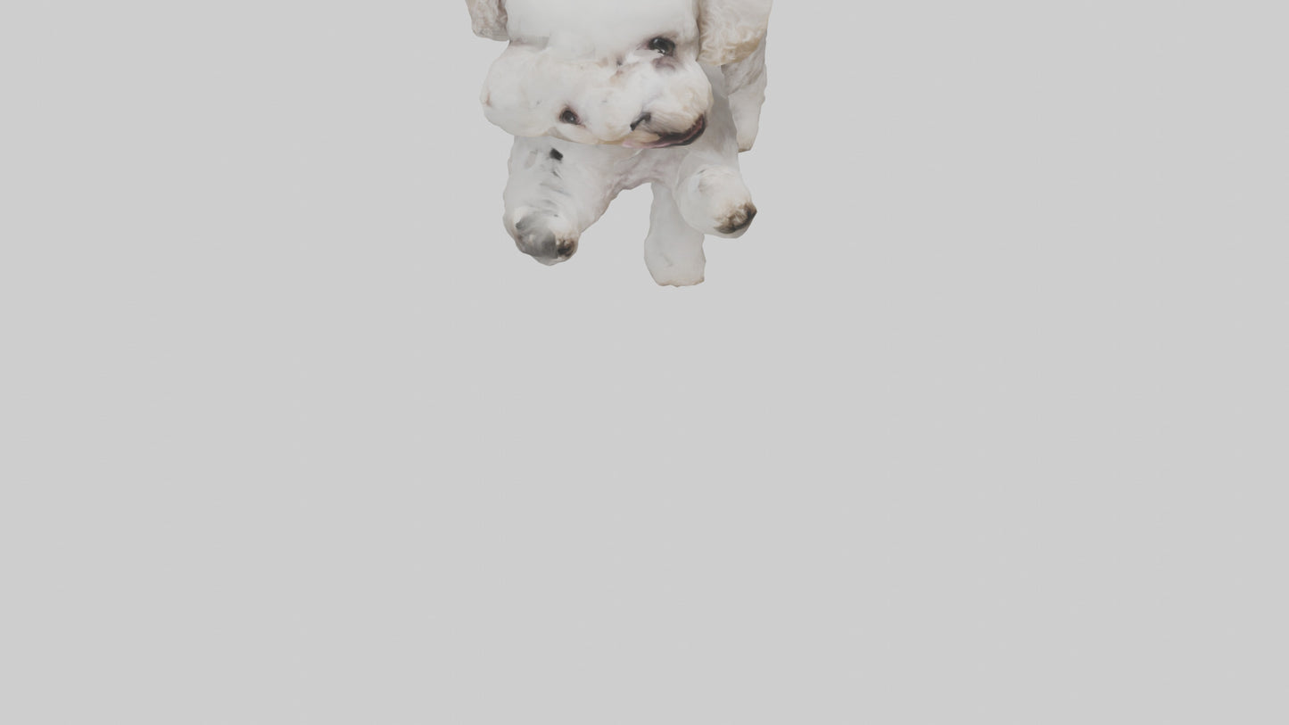 3D model Poodle playing model VR / AR / low-poly