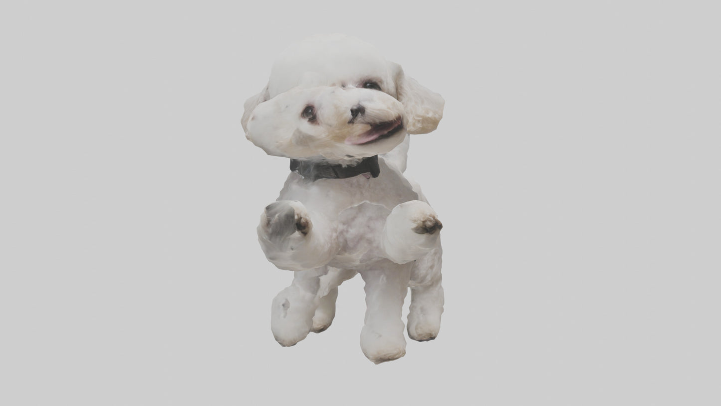 3D model Poodle playing model VR / AR / low-poly