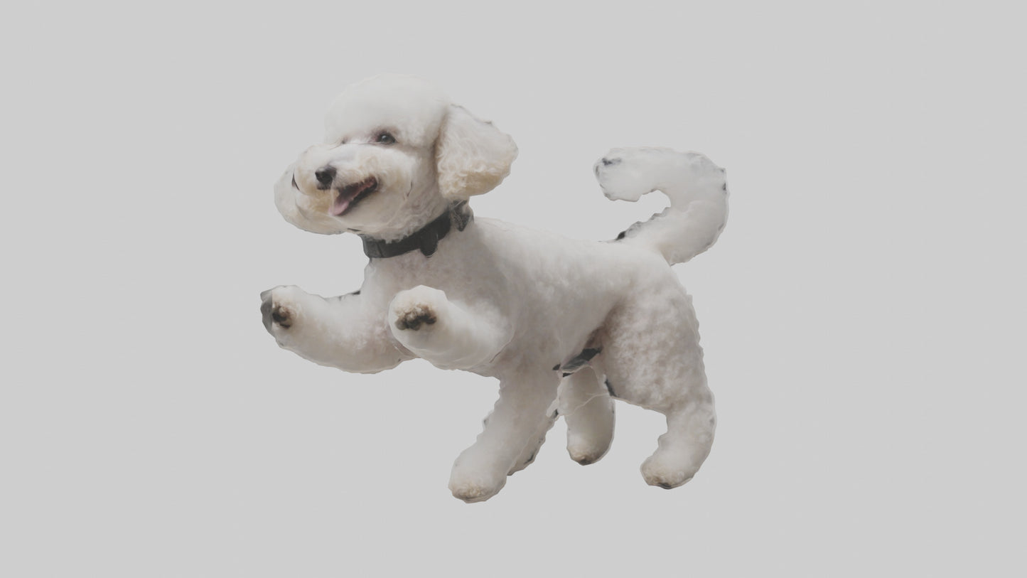 3D model Poodle playing model VR / AR / low-poly